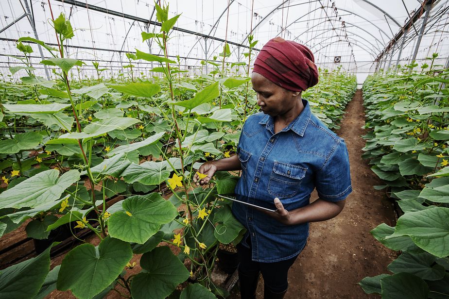 Junge Frau mit Tablet kontrolliert die Nährstoffversorgung von Gurkenpflanzen in einem Gewächshaus